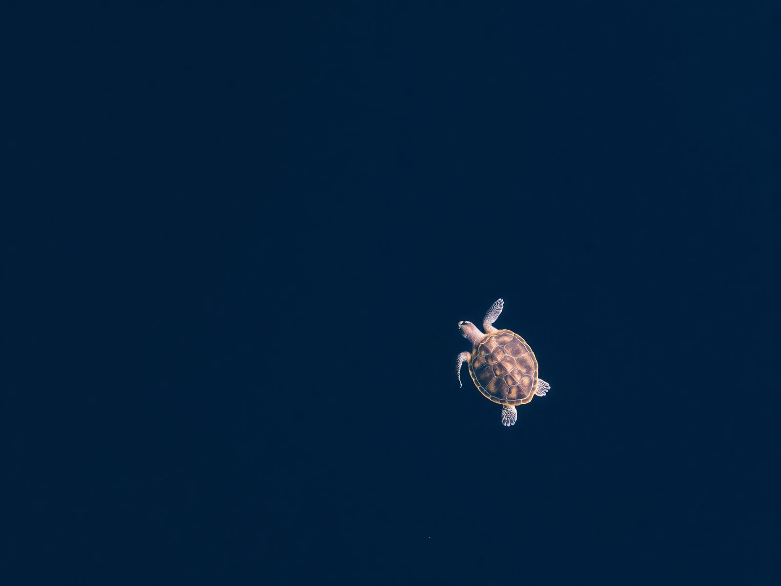 Sea turtle gliding through clear blue water